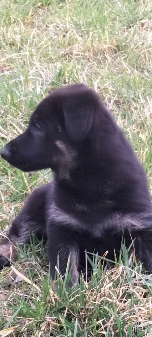 Deutsche Schäferhund Welpen Deutsche Schäferhund Welpen