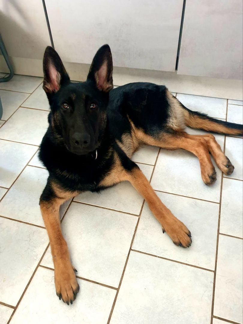 DSH Hündin DDR Linie zu verkaufen