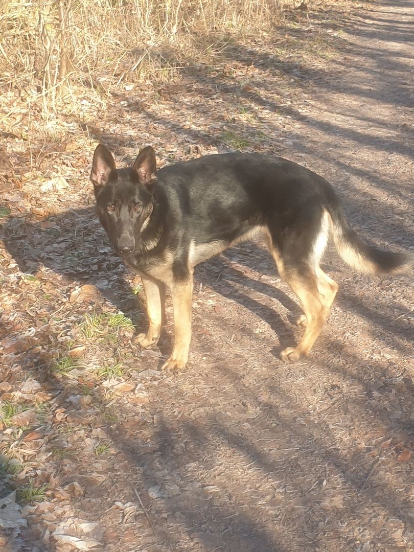 DSH Hündin DDR Linie zu verkaufen