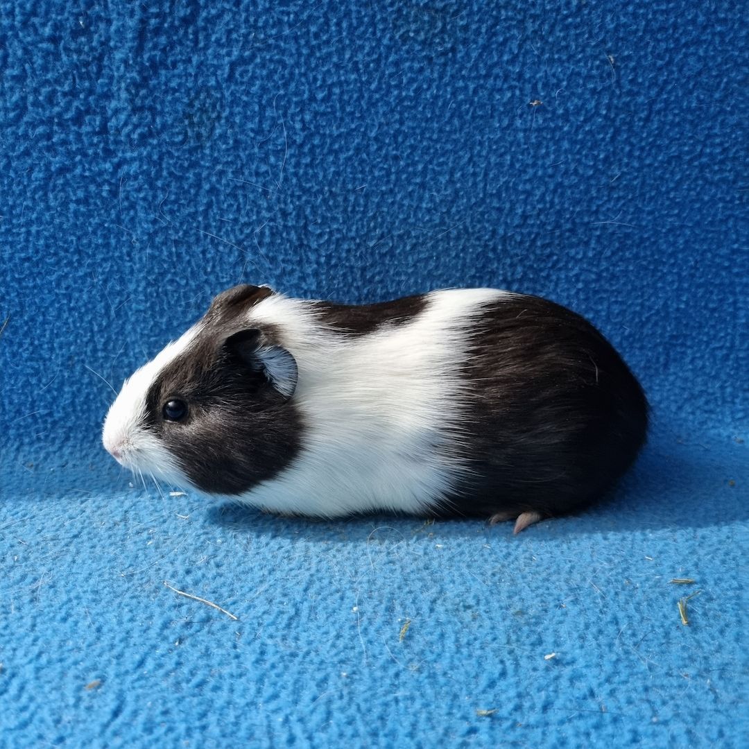 Süße Meerschweinchen abzugeben