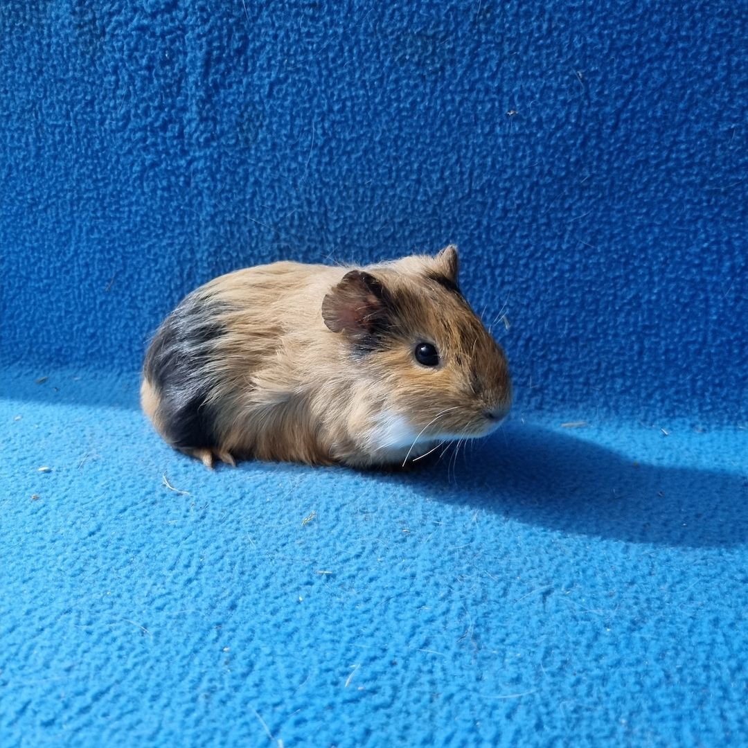 Süße Meerschweinchen abzugeben