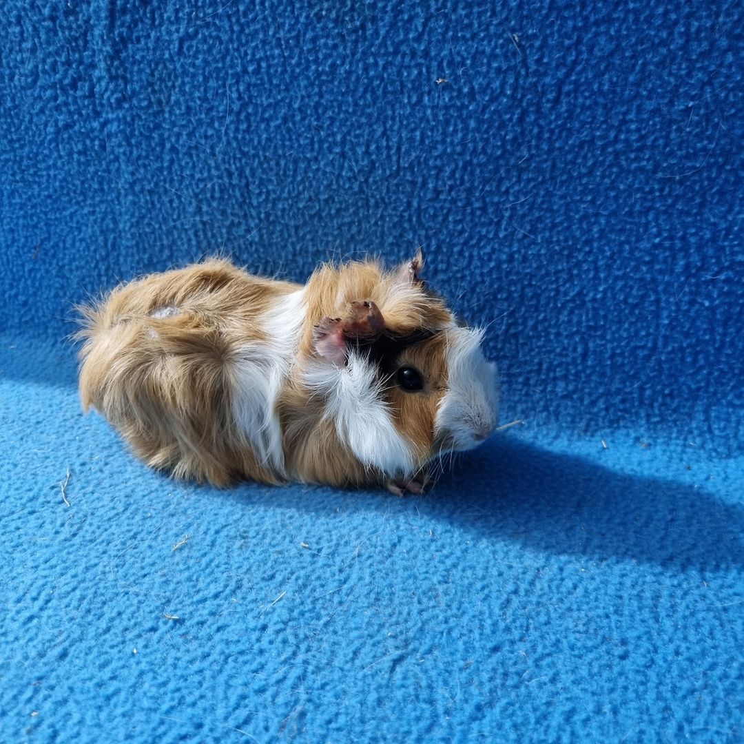 Süße Meerschweinchen abzugeben