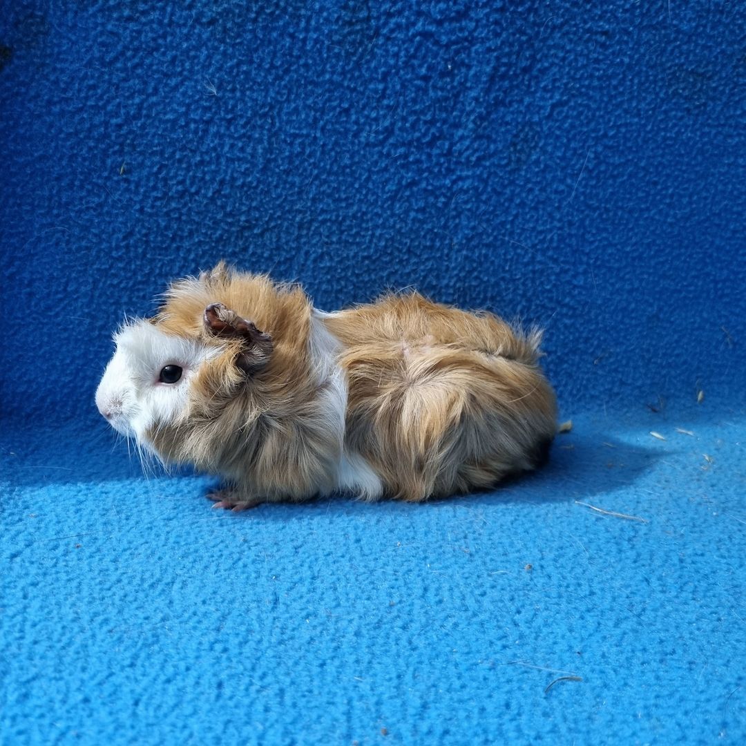 Süße Meerschweinchen abzugeben