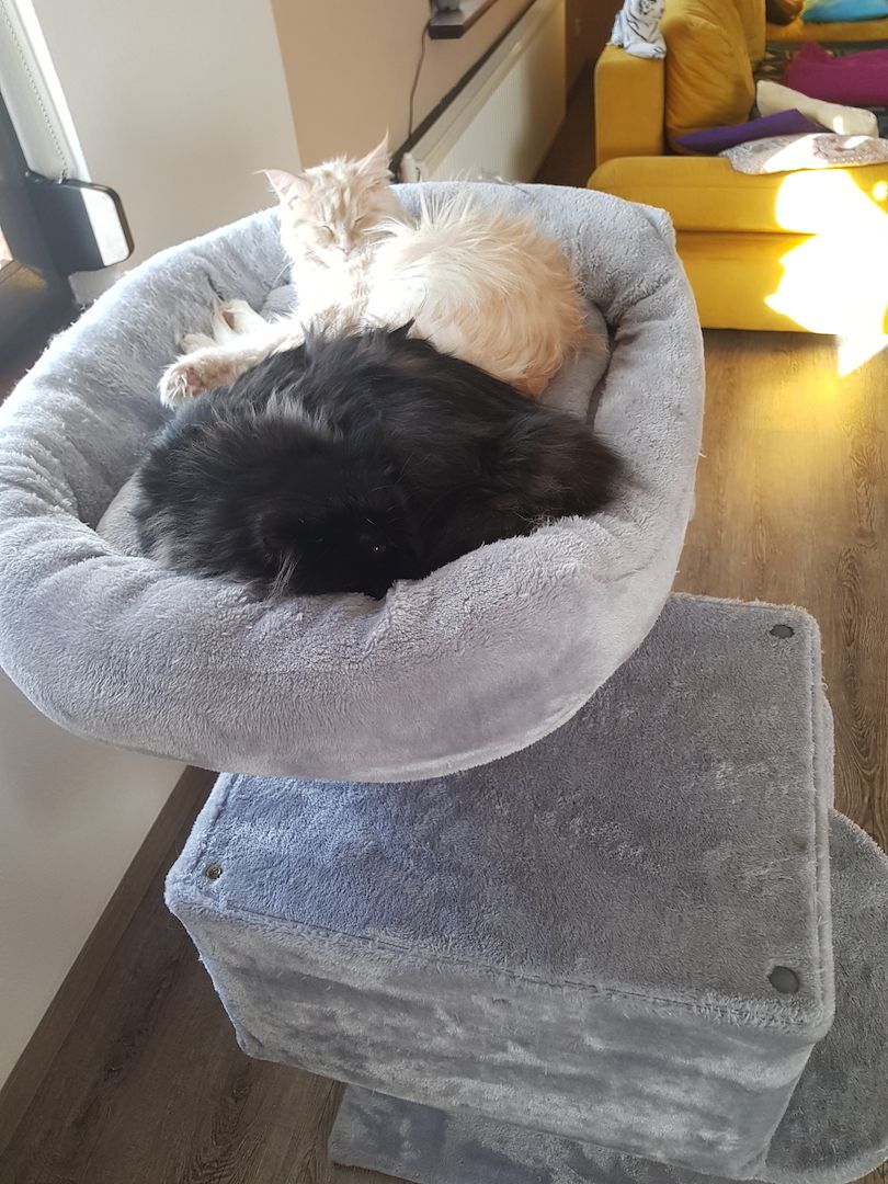 Herzensbrecher Herzensbrecher