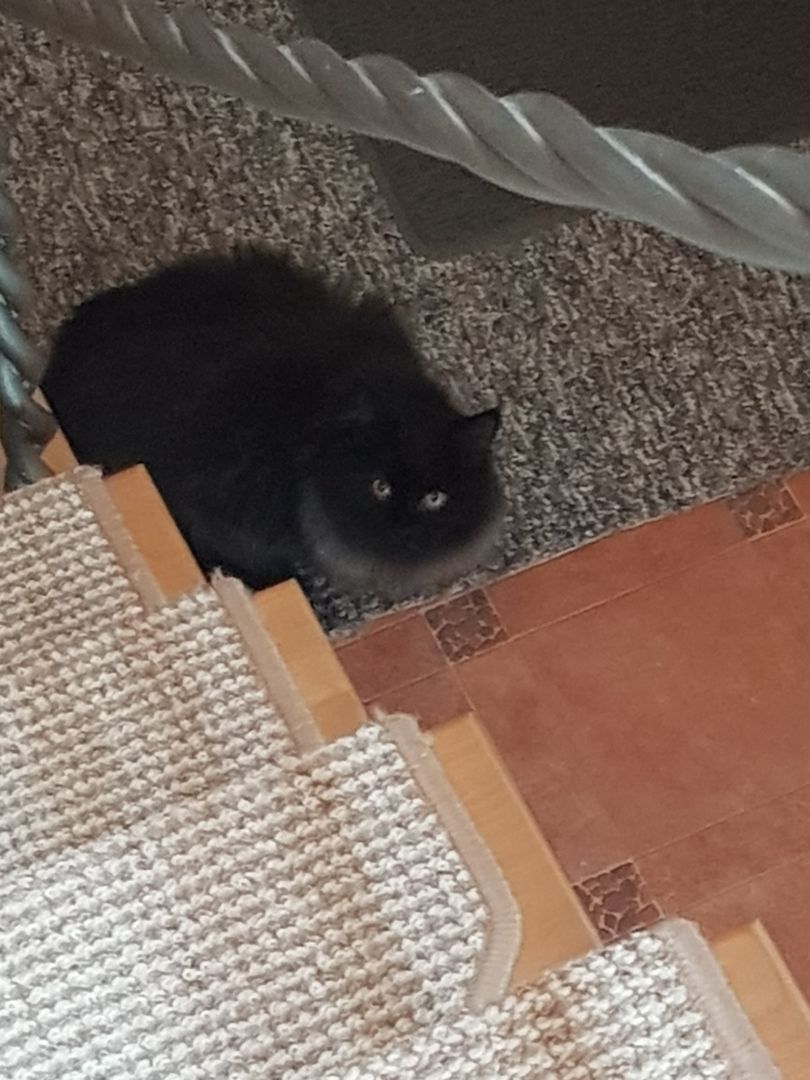 Herzensbrecher Herzensbrecher