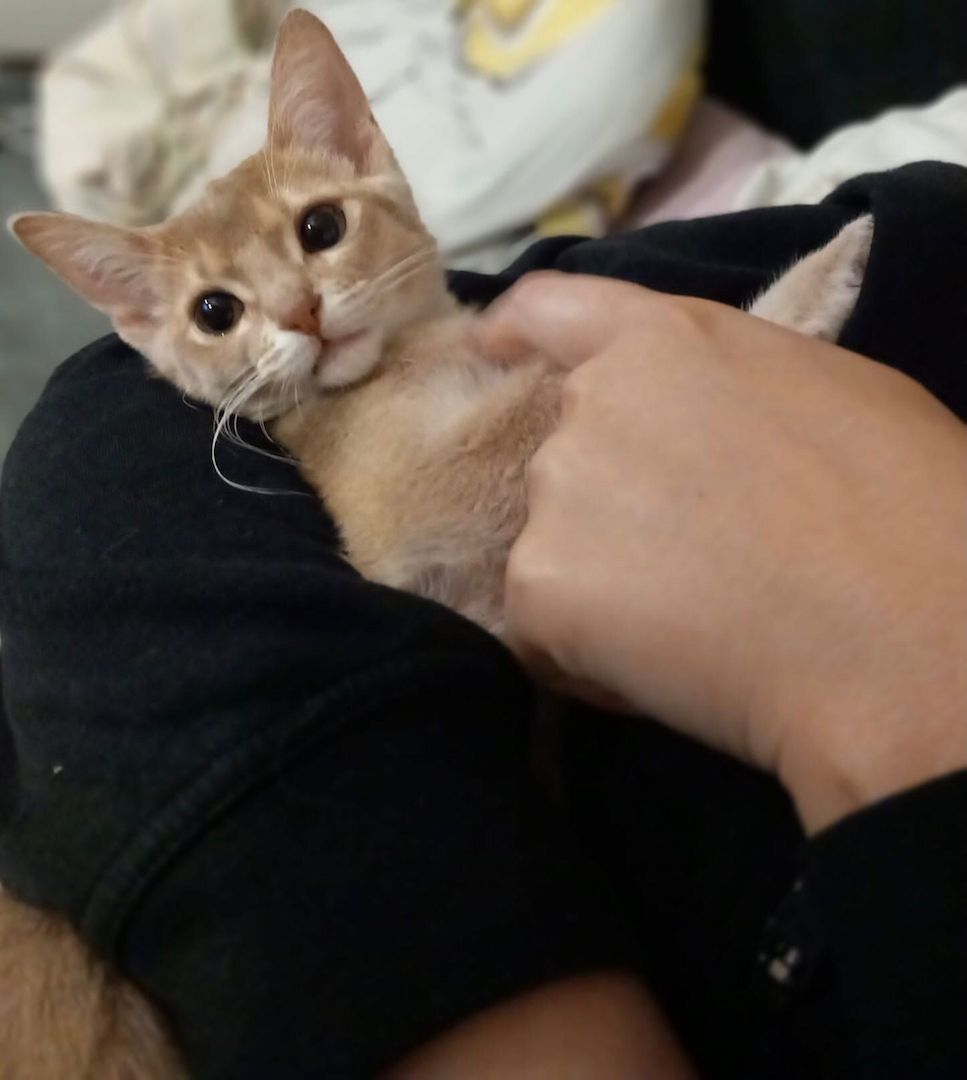 Zuckersüße reinrassige Abessinier Katze