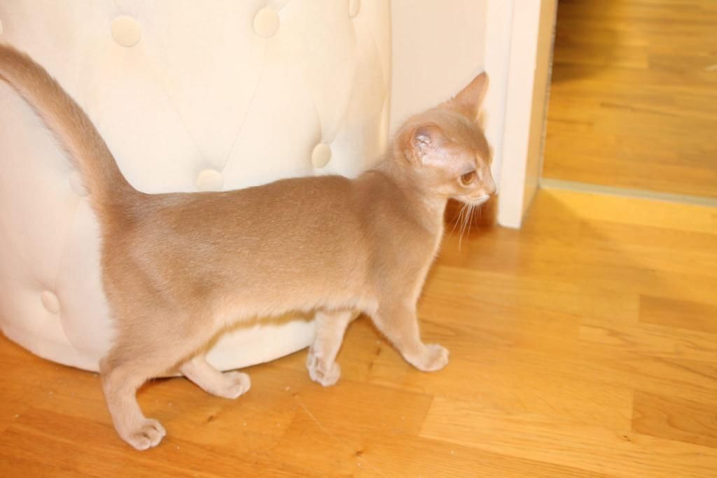 Zuckersüße reinrassige Abessinier Katze