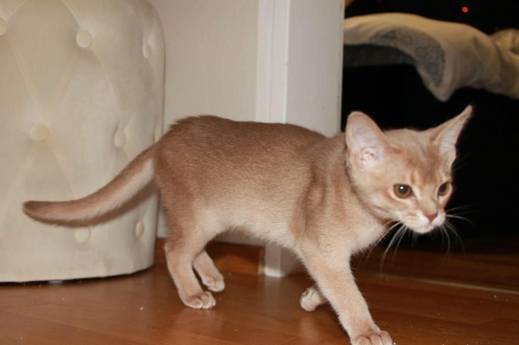 Zuckersüße reinrassige Abessinier Katze