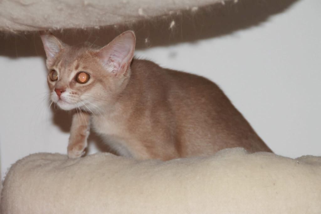 Zuckersüße reinrassige Abessinier Katze