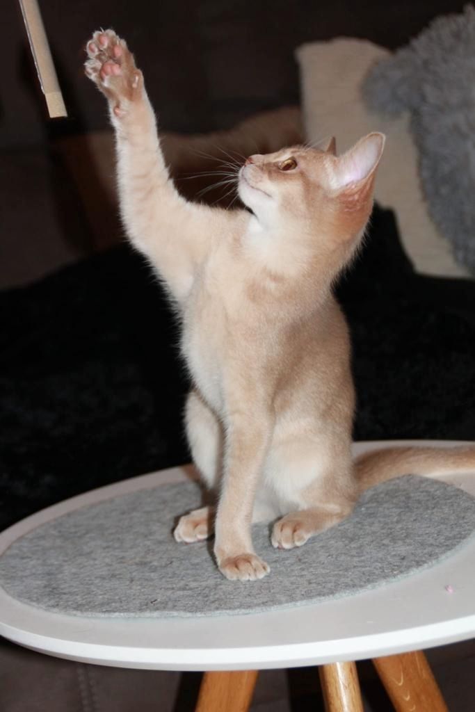 Zuckersüße reinrassige Abessinier Katze