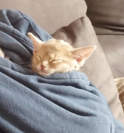 Zuckersüße reinrassige Abessinier Katze