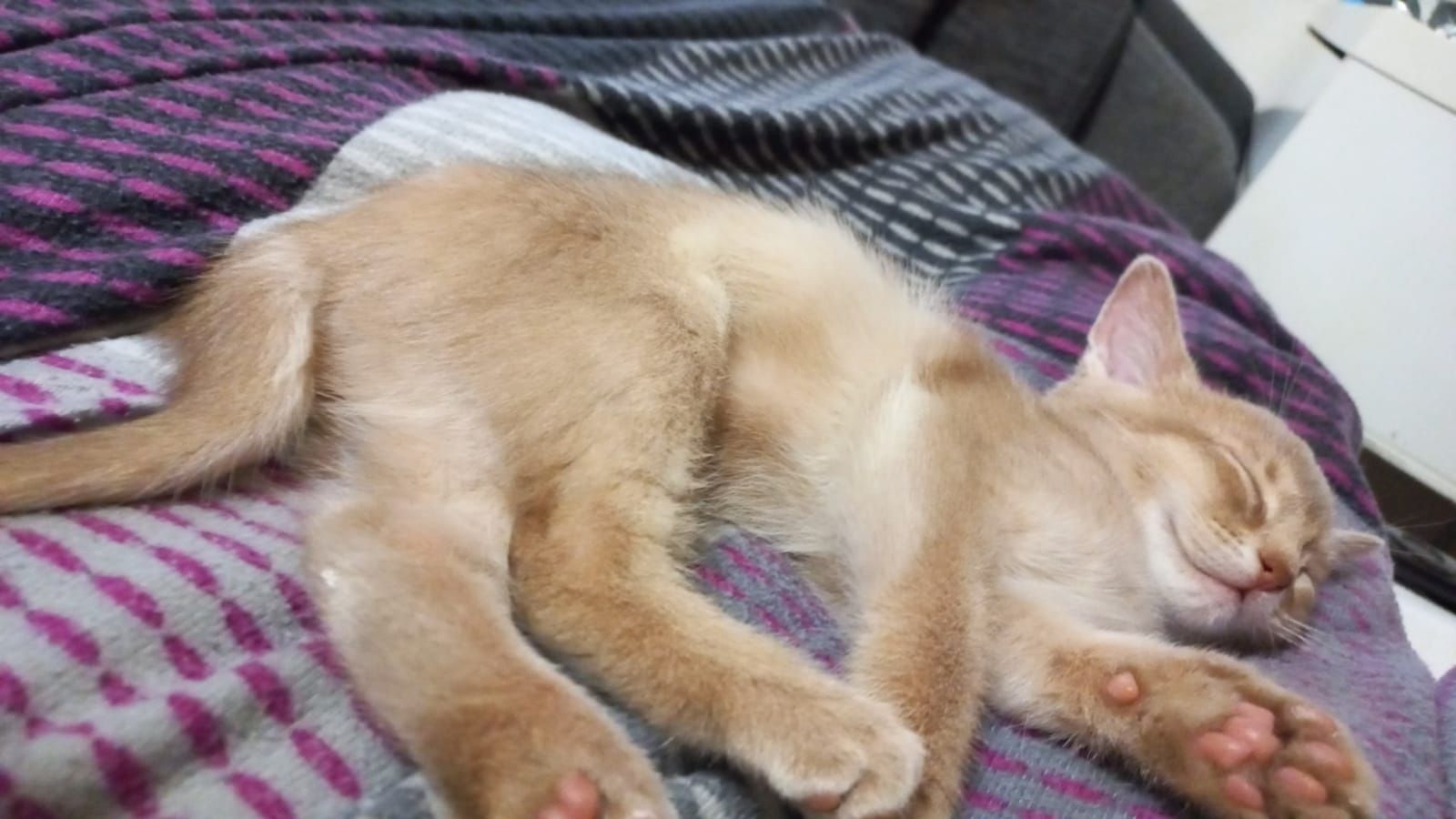 Zuckersüße reinrassige Abessinier Katze