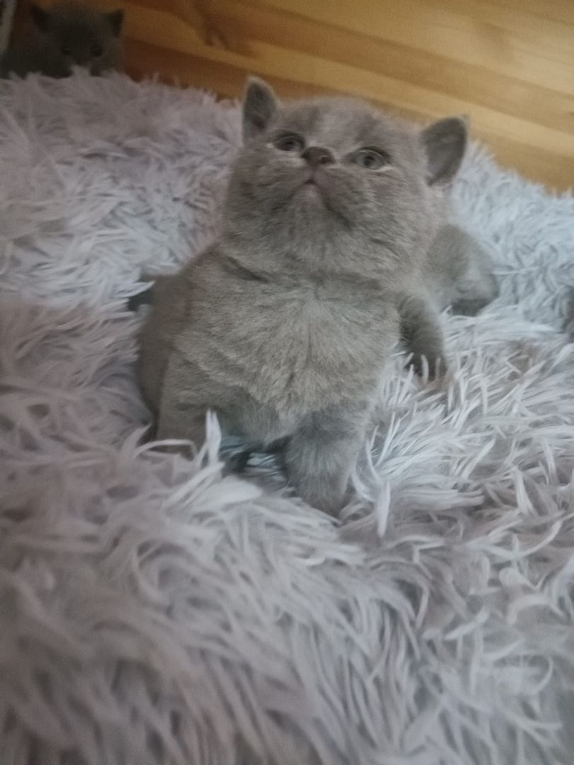 Bkh Kitten mit Impfung 