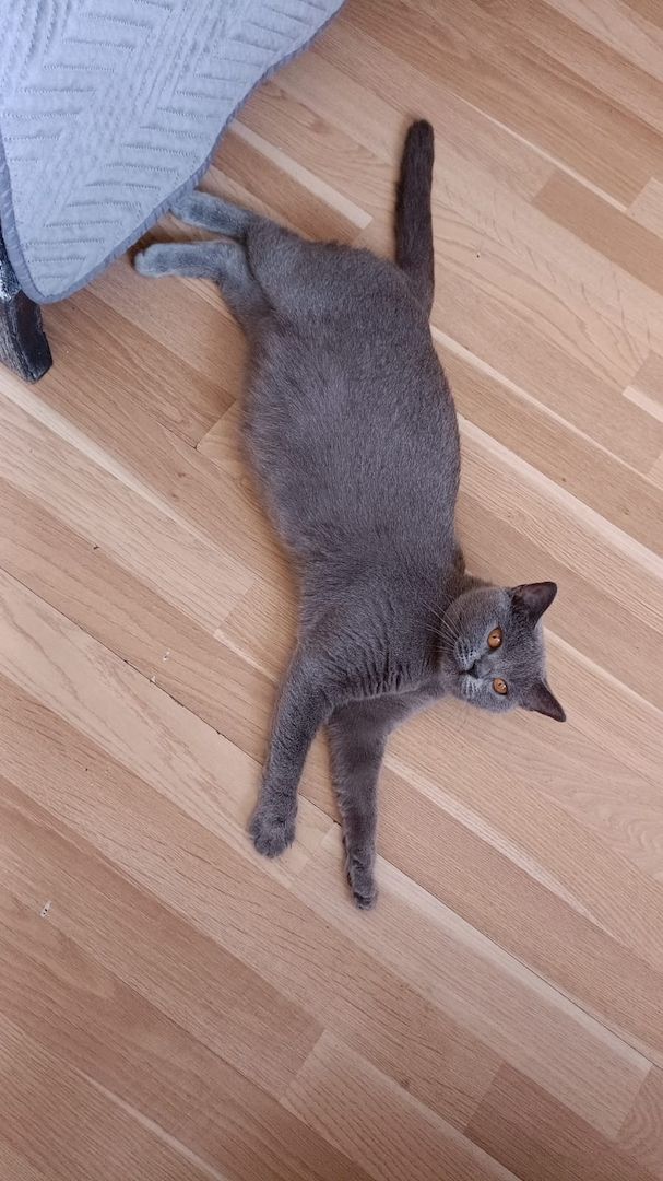 Bkh Kitten mit Impfung 