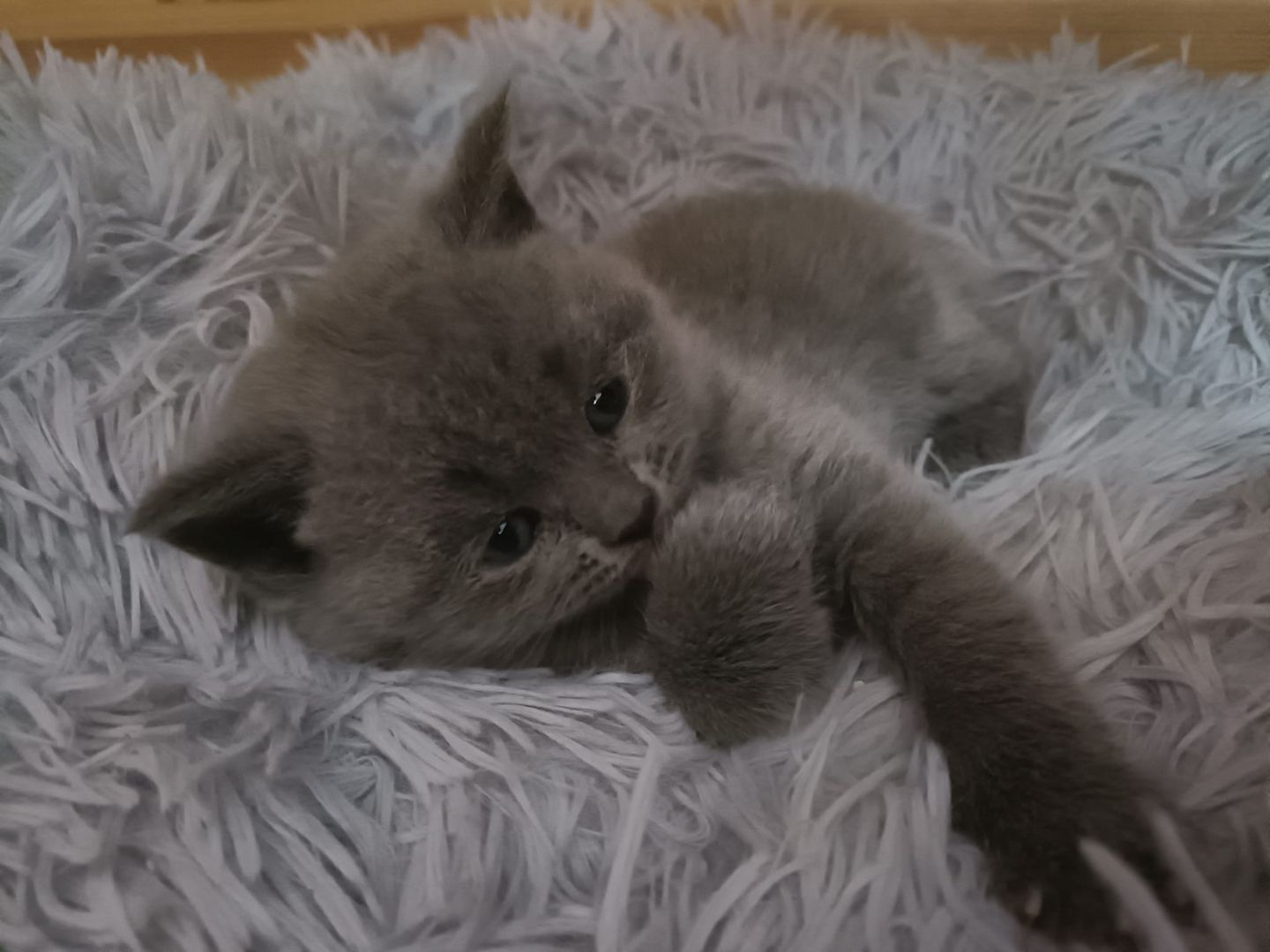 Bkh Kitten mit Impfung 