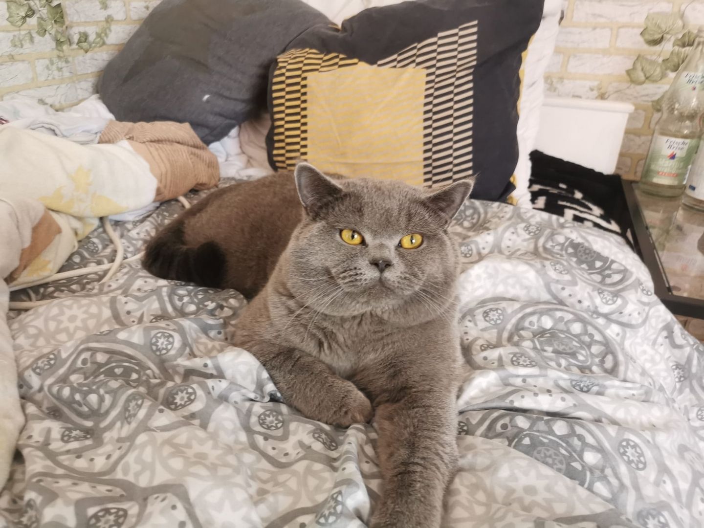 Bkh Kitten mit Impfung 