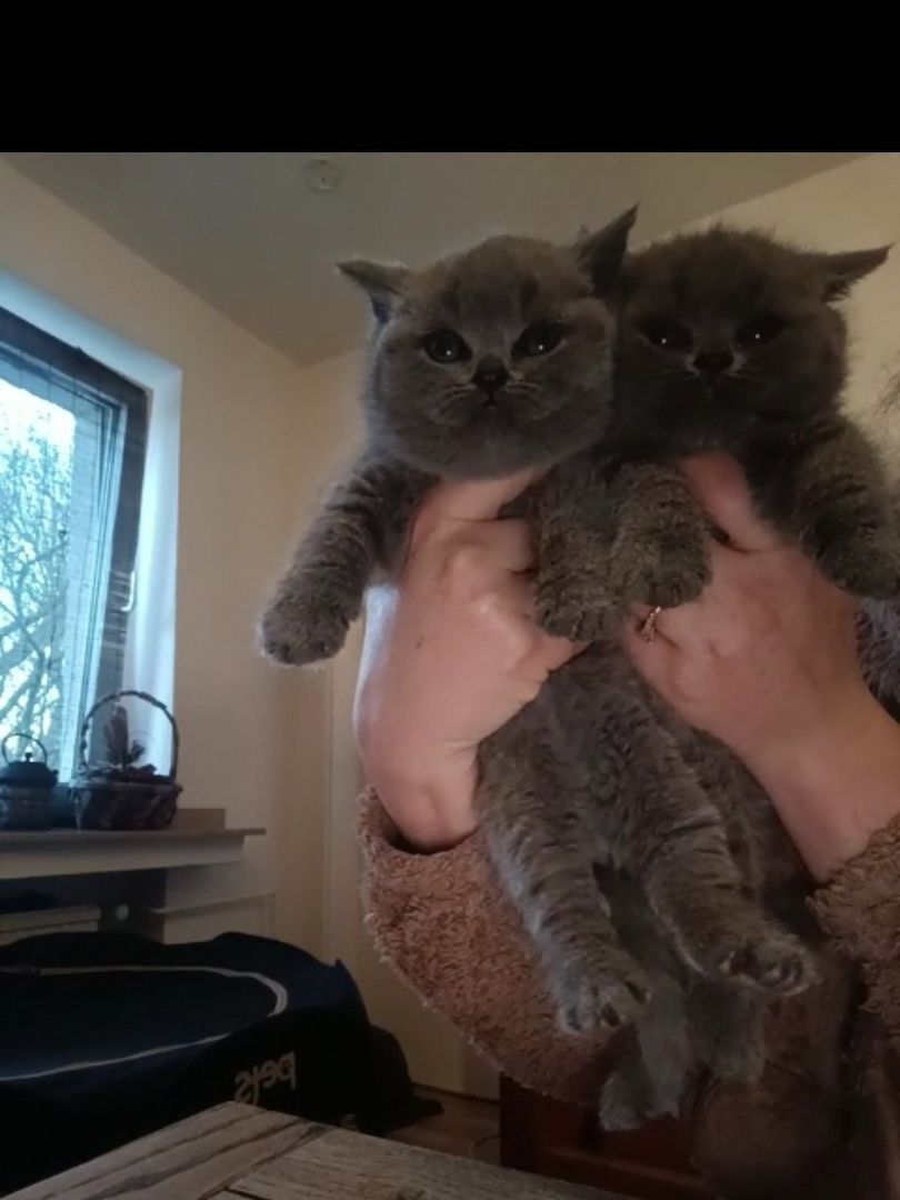 Bkh Kitten mit Impfung 