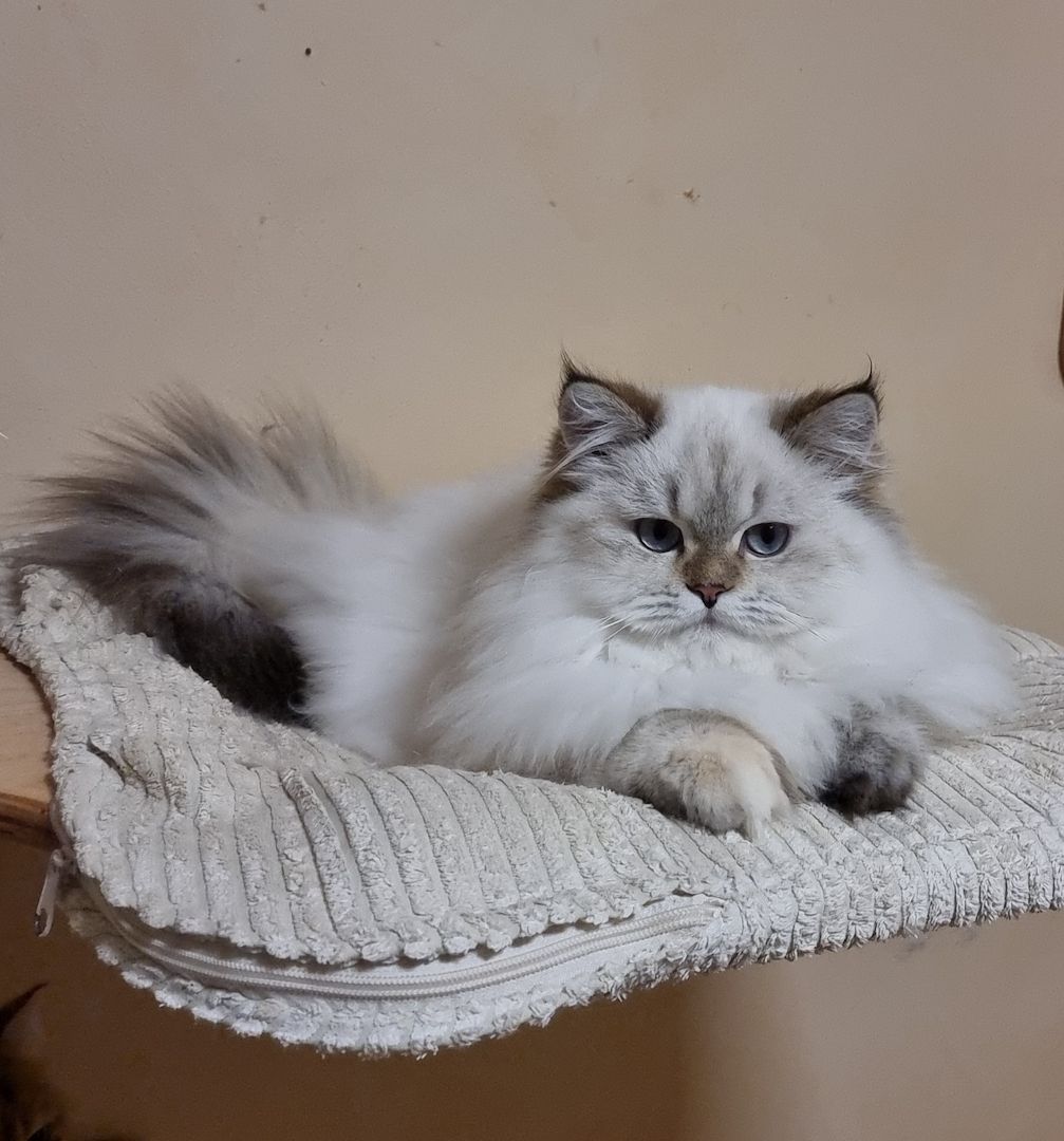 BLH kitten 7 Monate alt