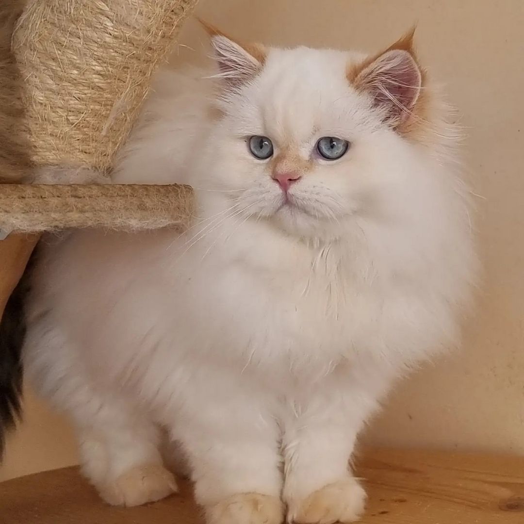 BLH kitten 7 Monate alt