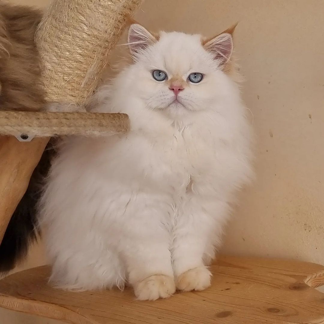 BLH kitten 7 Monate alt