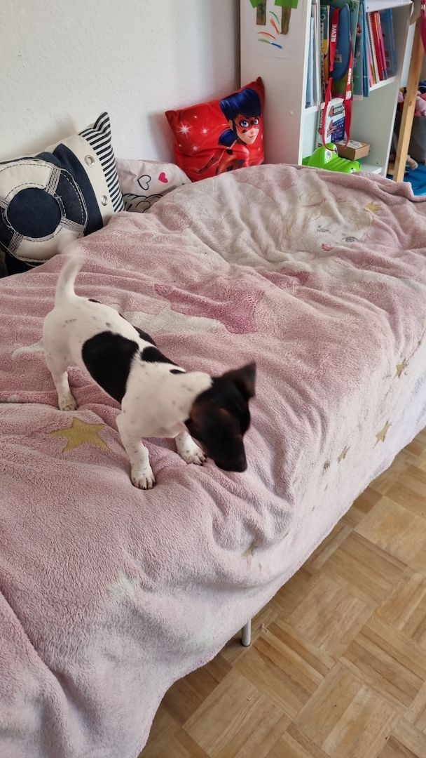 Jack Russel Welpen Jack Russel Welpen