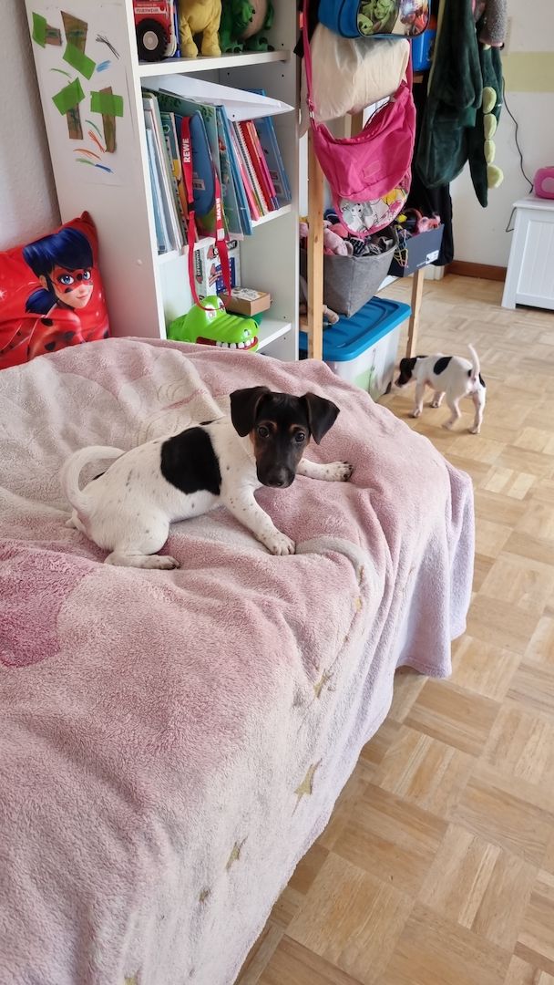 Jack Russel Welpen Jack Russel Welpen