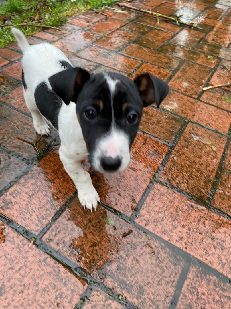 Jack Russel Welpen Jack Russel Welpen