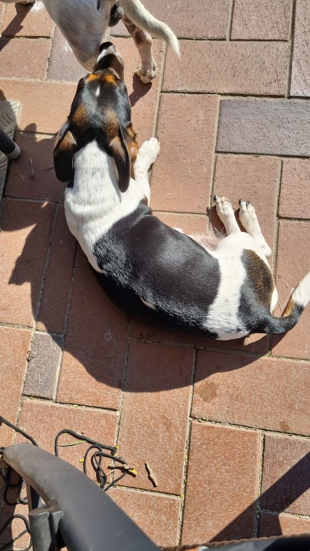 Jack Russel Welpen Jack Russel Welpen