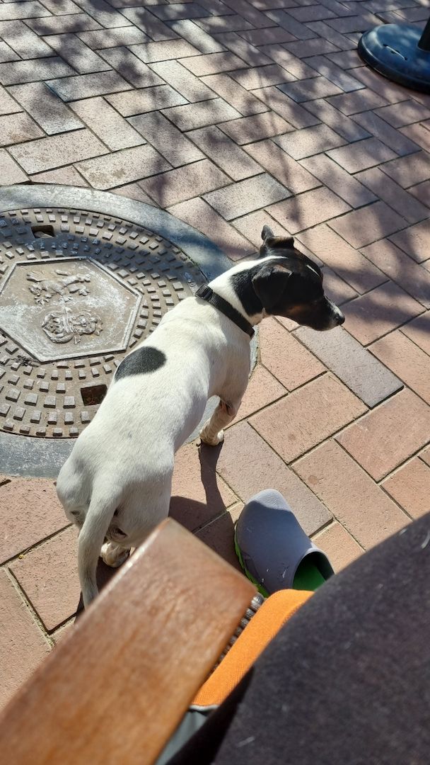 Jack Russel Welpen Jack Russel Welpen