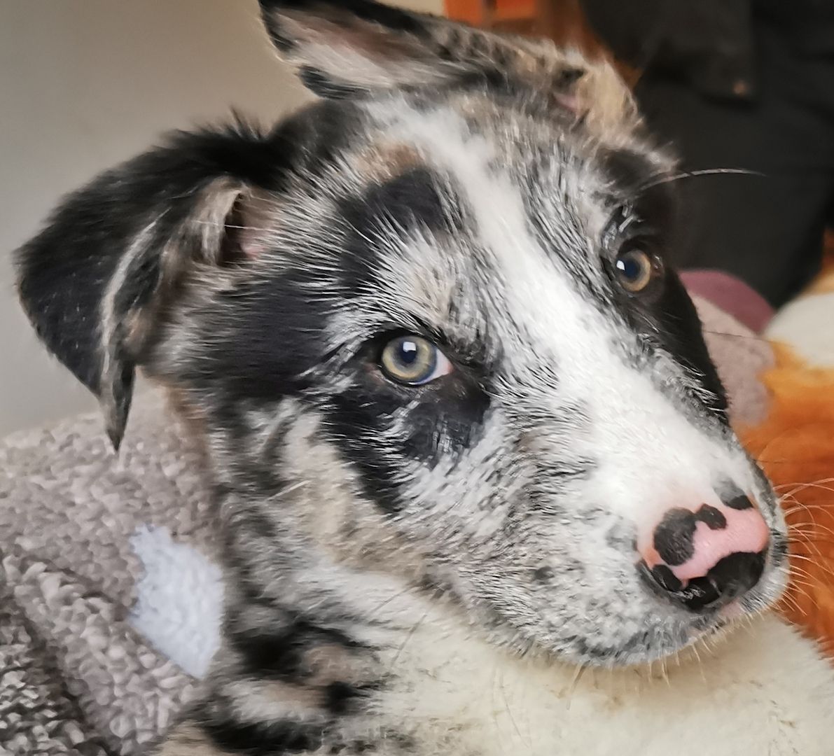 Welpen, Aussie-Husky-Malamute-Mix
