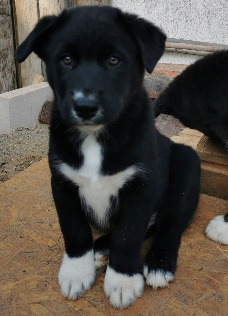 Welpen, Aussie-Husky-Malamute-Mix