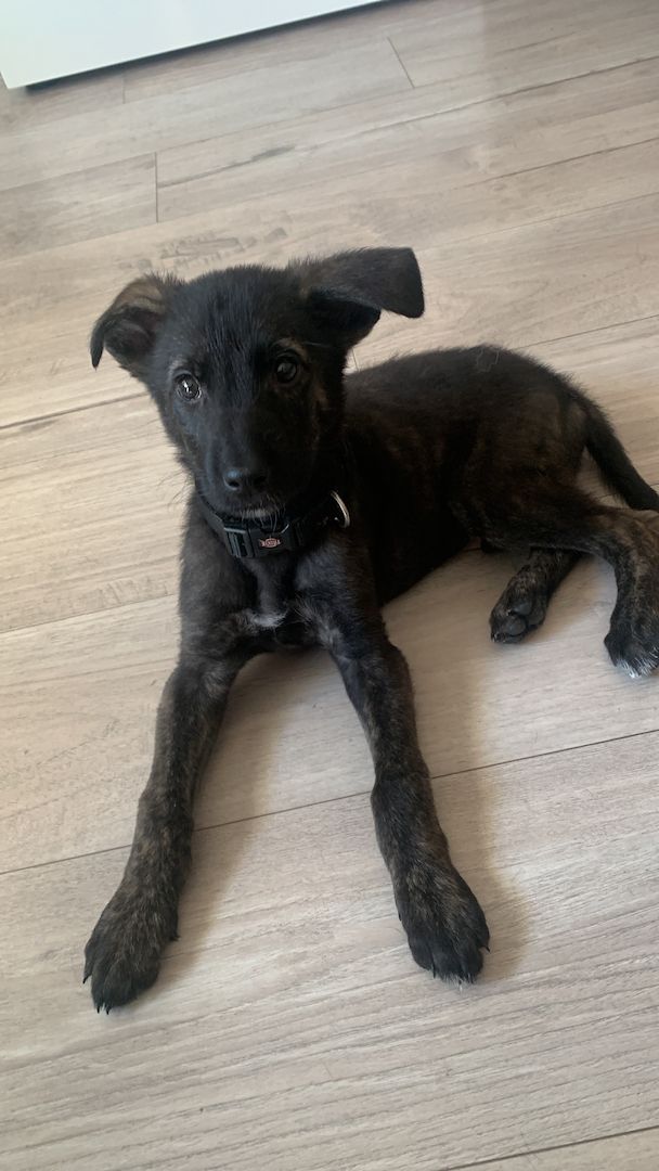 Belgischer Schäferhund mix