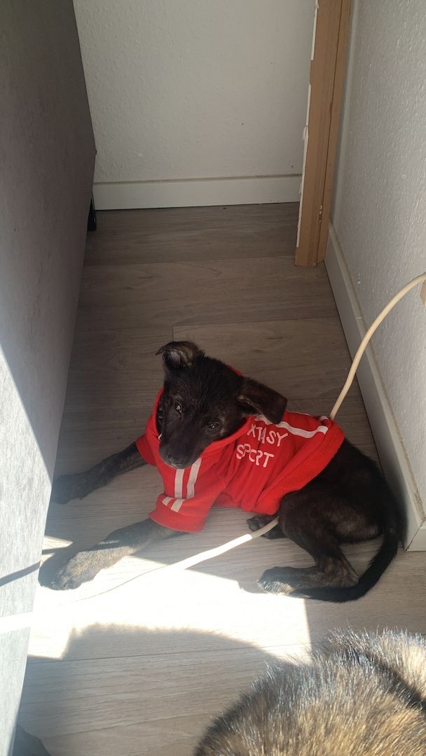 Belgischer Schäferhund mix