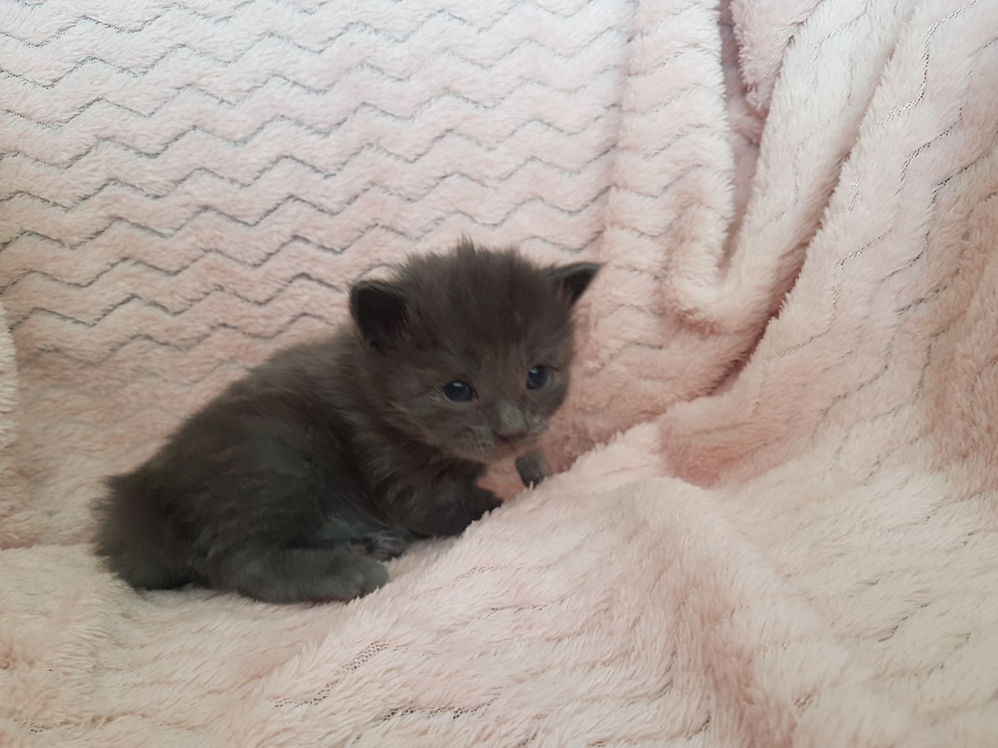 Main Coon Kitten Main Coon Kitten