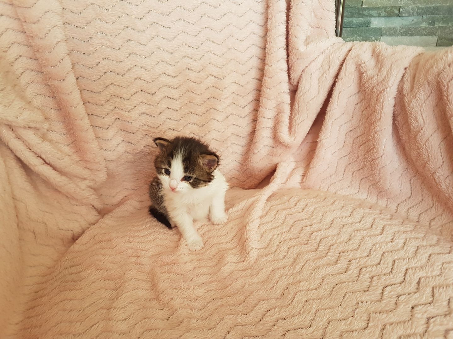 Main Coon Kitten Main Coon Kitten