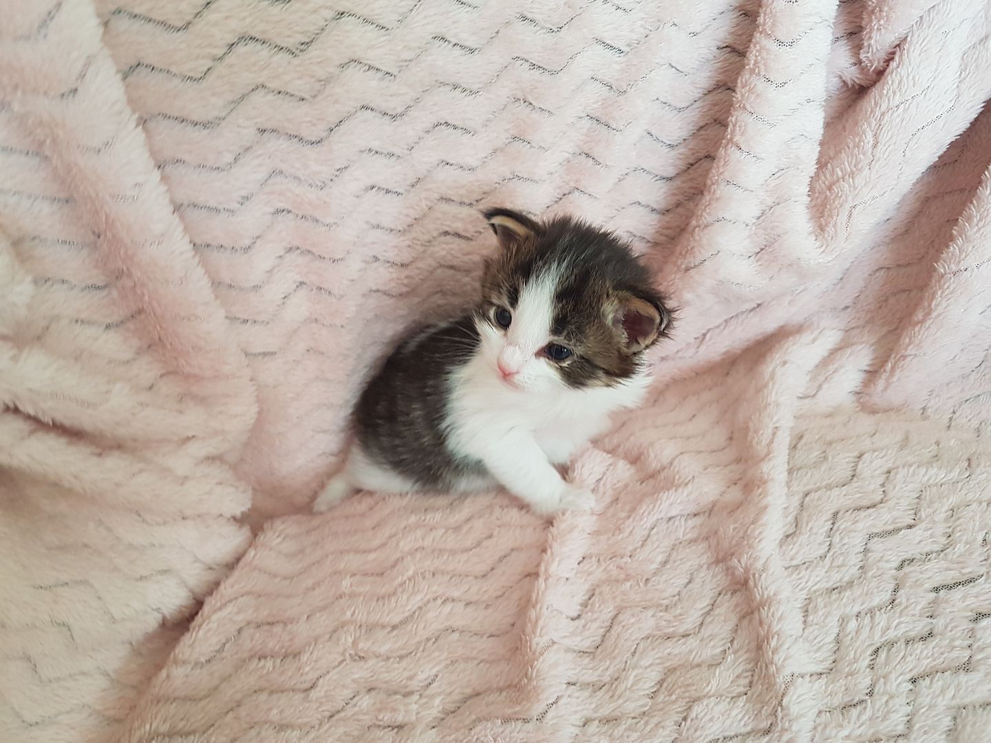 Main Coon Kitten Main Coon Kitten