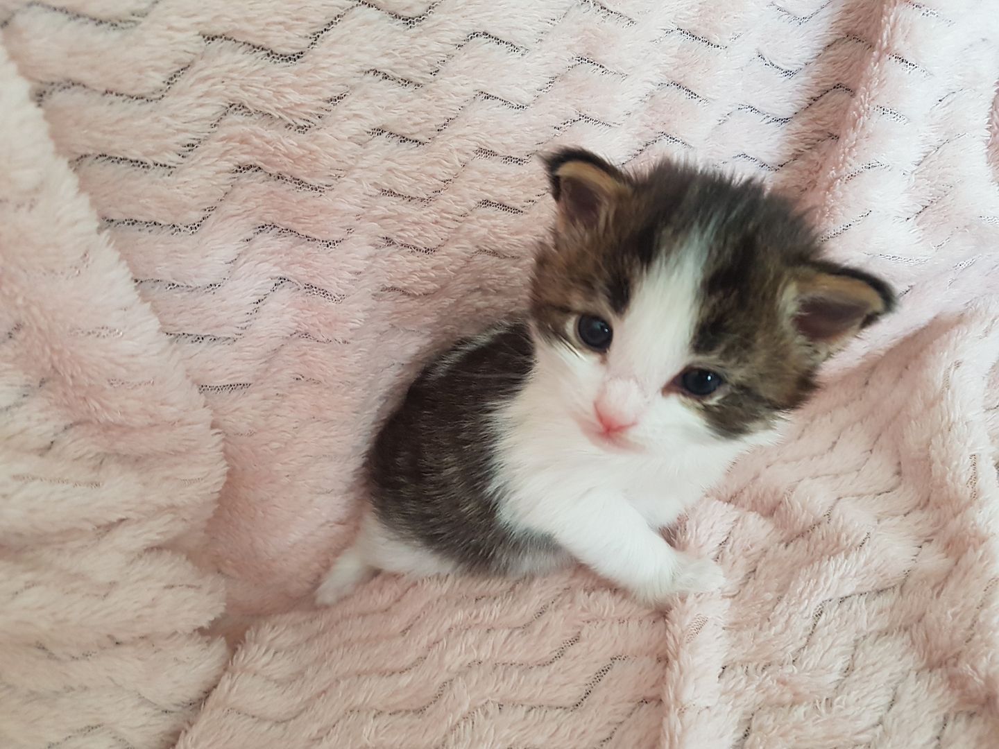 Main Coon Kitten Main Coon Kitten