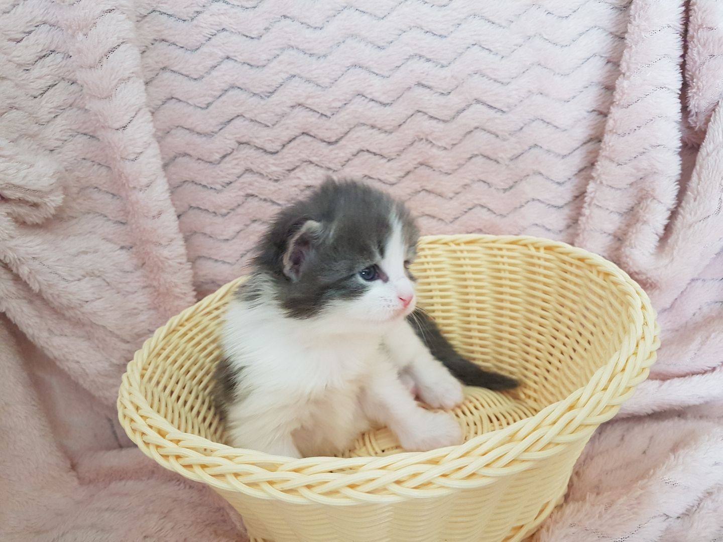 Main Coon Kitten Main Coon Kitten