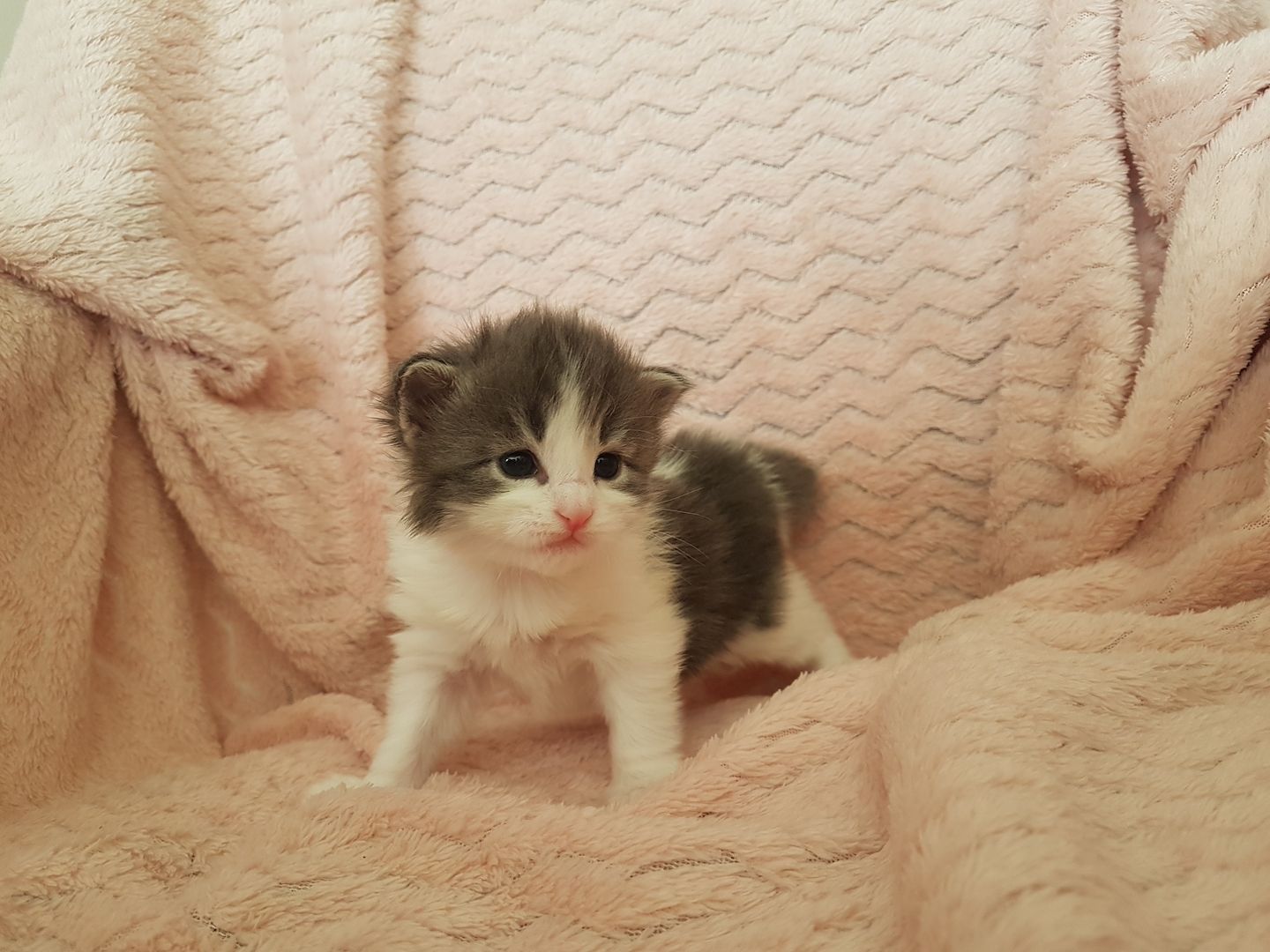 Main Coon Kitten Main Coon Kitten