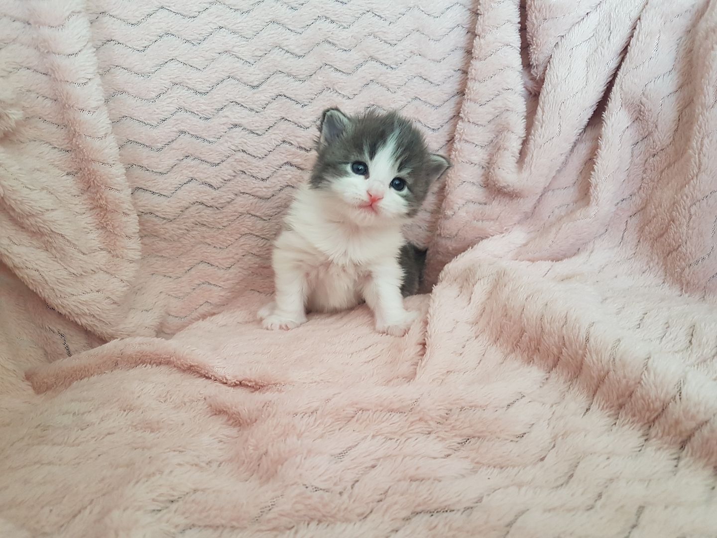 Main Coon Kitten Main Coon Kitten