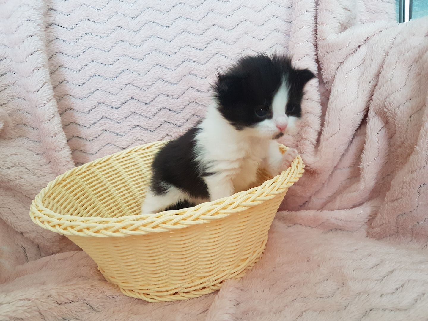 Main Coon Kitten Main Coon Kitten