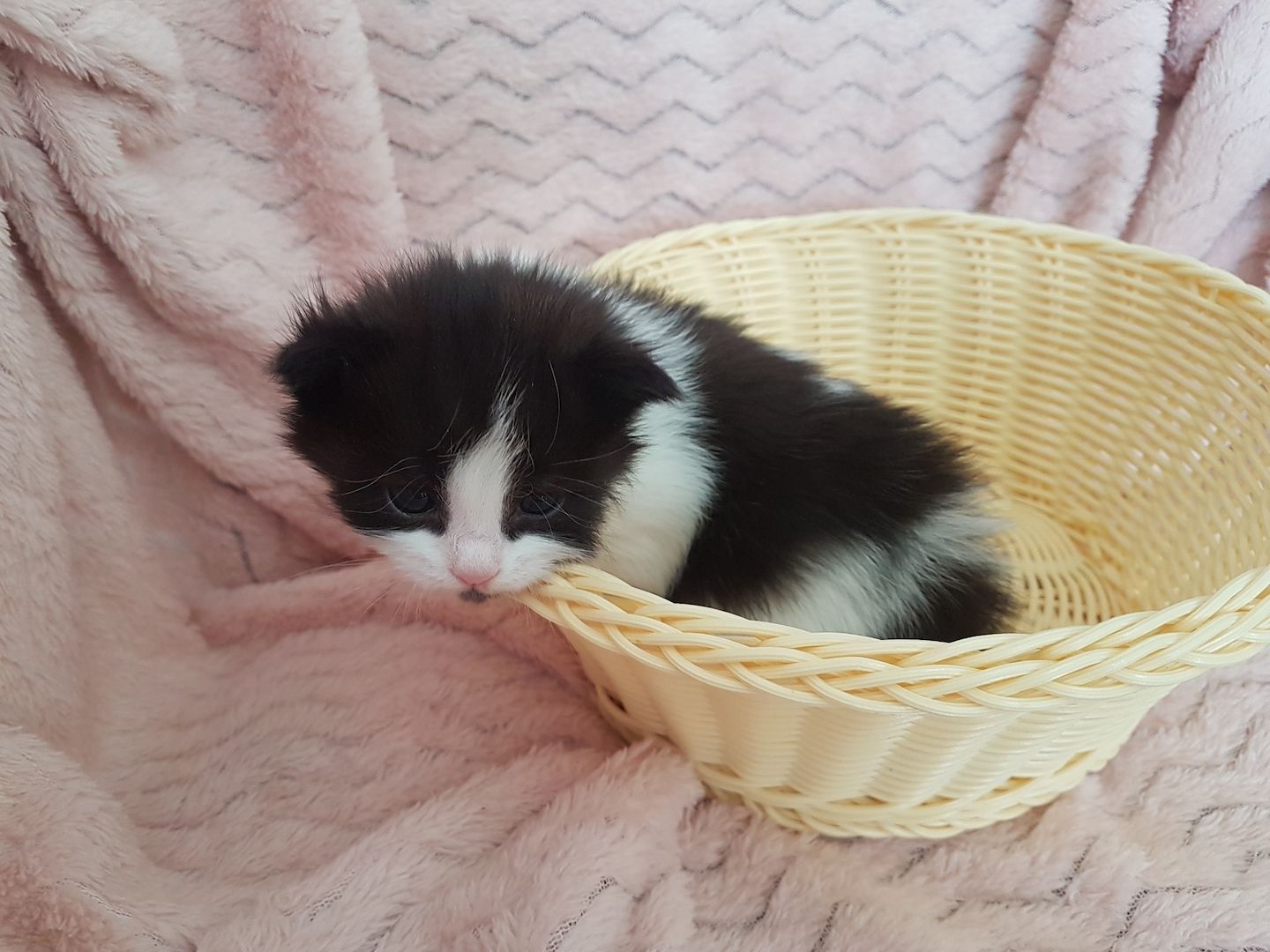 Main Coon Kitten Main Coon Kitten