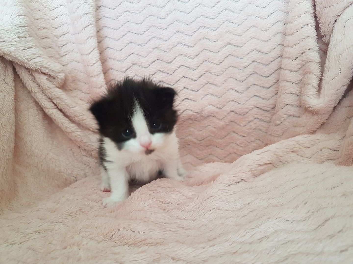 Main Coon Kitten Main Coon Kitten