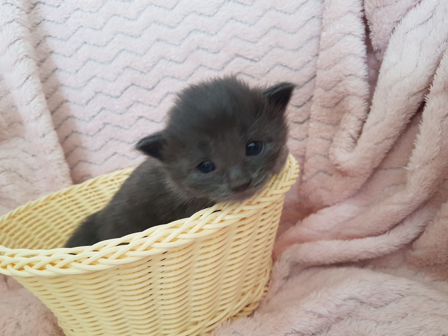 Main Coon Kitten Main Coon Kitten