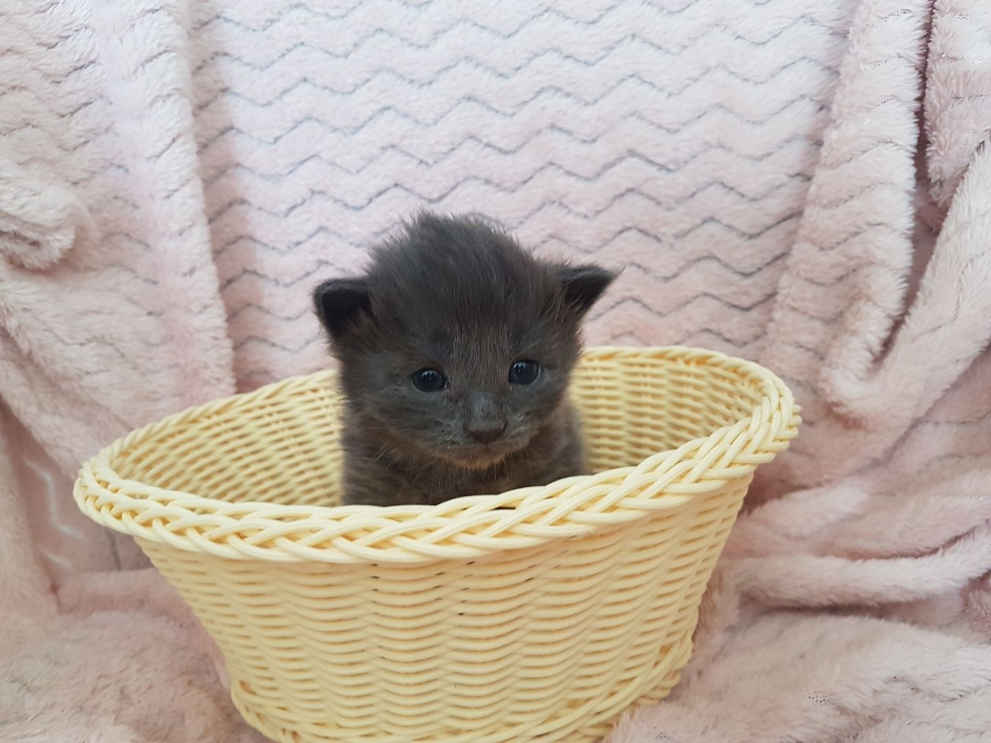 Main Coon Kitten Main Coon Kitten