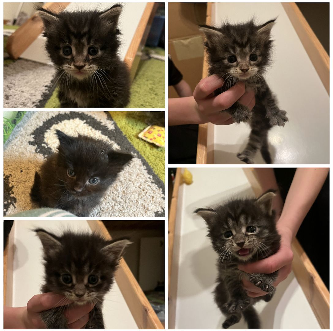 5 wundervolle Maine Coon Kitten