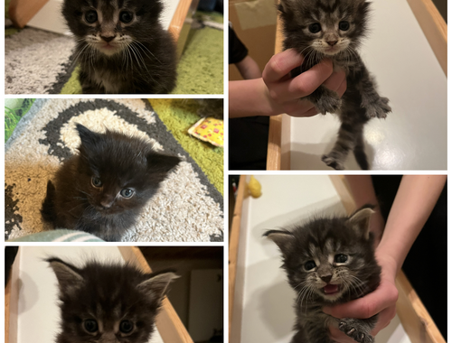 5 wundervolle Maine Coon Kitten