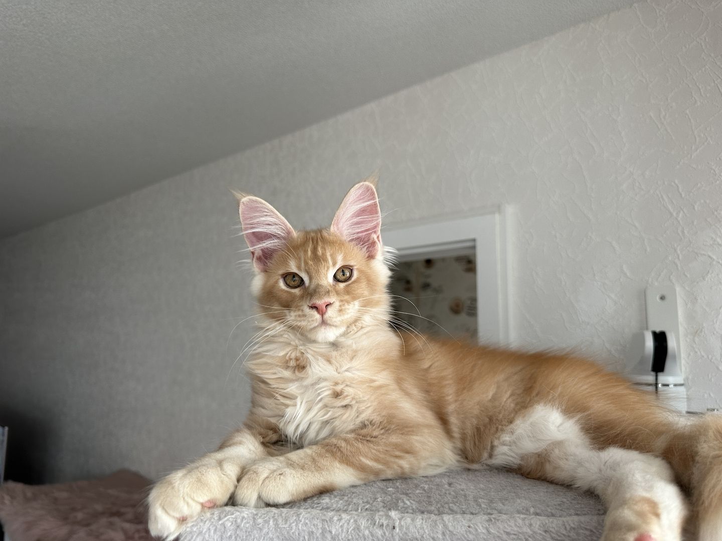 Bezaubernder Maine Coon Kater mit Stammbaum