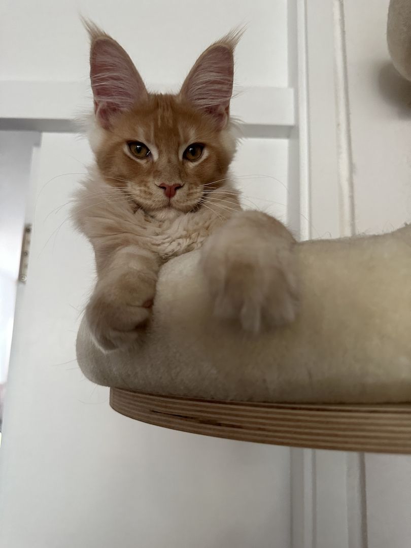 Bezaubernder Maine Coon Kater mit Stammbaum