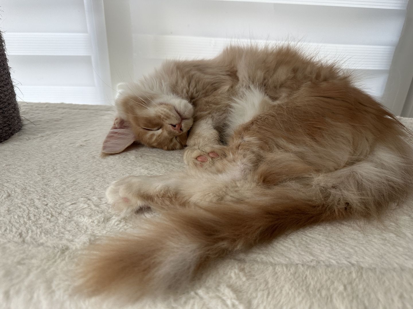 Bezaubernder Maine Coon Kater mit Stammbaum